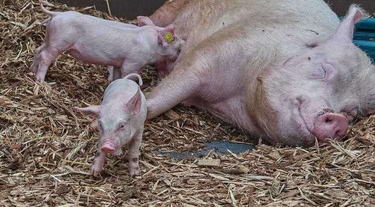 Landras – vrhunska rasa svinja za modernu proizvodnju