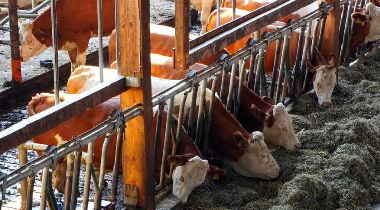 TMR - sistem ishrane kod krava