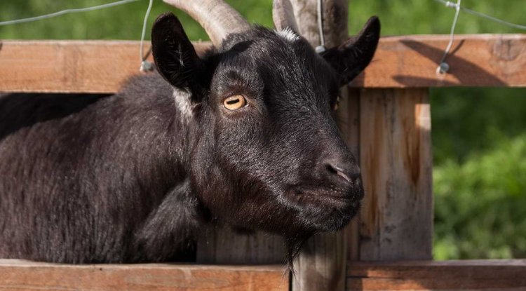 Kreolska koza - stvorena za vruće predjele