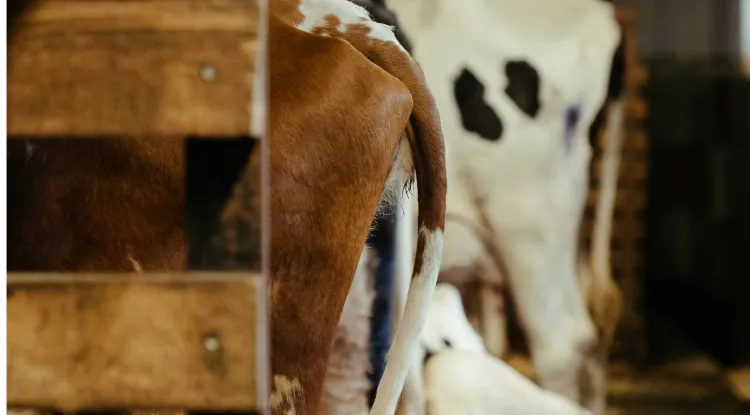 Standardna laktacija - zašto mjerimo mlijeko na 305 dana?