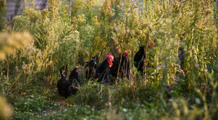 Tri koraka za povećanje omega 3 u jajima