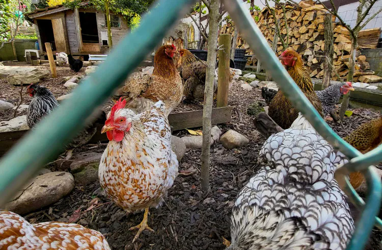 Prednosti držanja koka nosilja na otvorenom