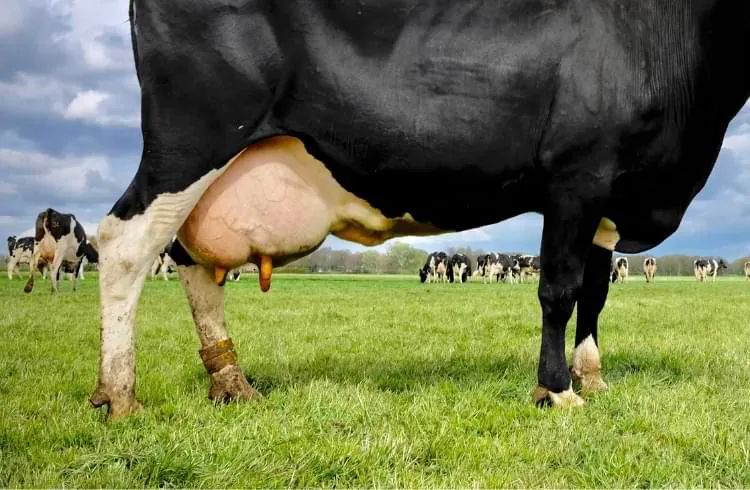 Šta nam govori mliječna vena: Praktičan znak dobre krave?