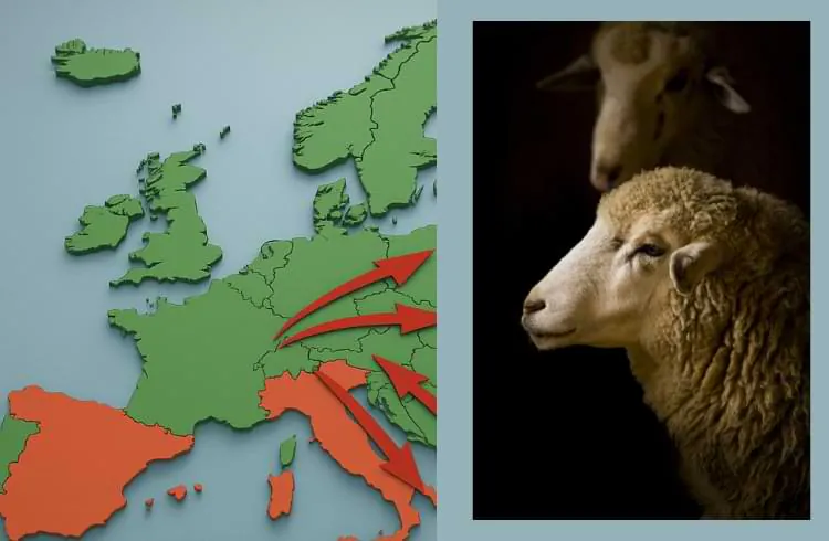 Serotip 8 bolesti plavog jezika potvrđen na području Slovenije