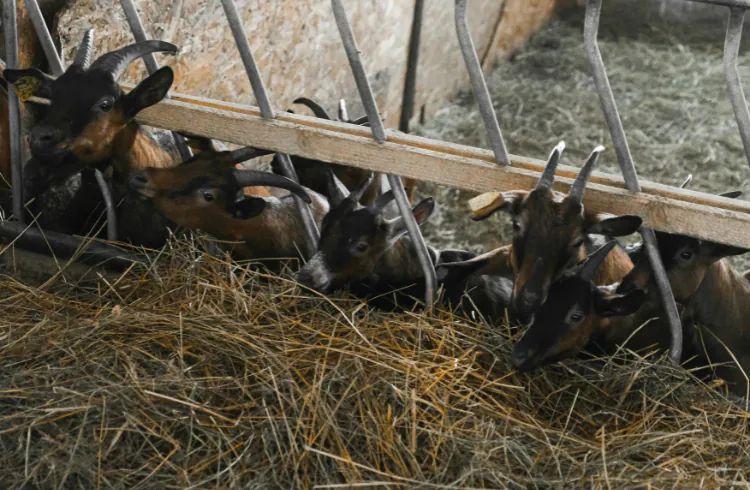 Selekcija koza na mlječnost: praktični kriterijumi za male farme