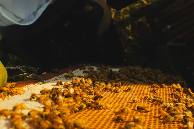 Esencijalnim uljima protiv varoe?