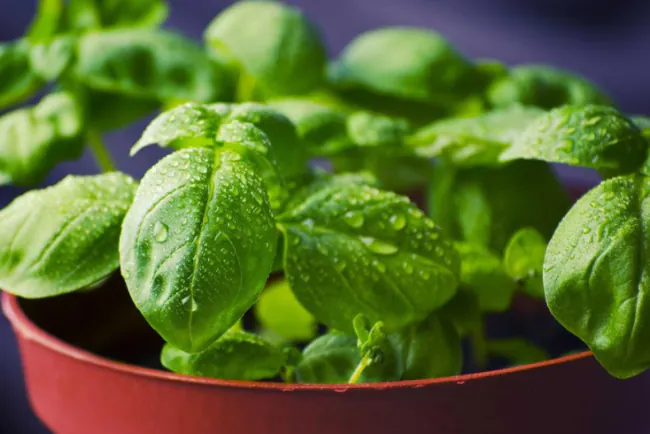 Kako zaštititi saksijsko bilje od štetočina?