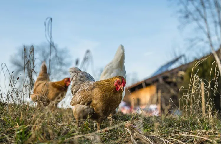 5 koraka za smanjenje troškova ishrane kod koka nosilja (+BONUS savjet)