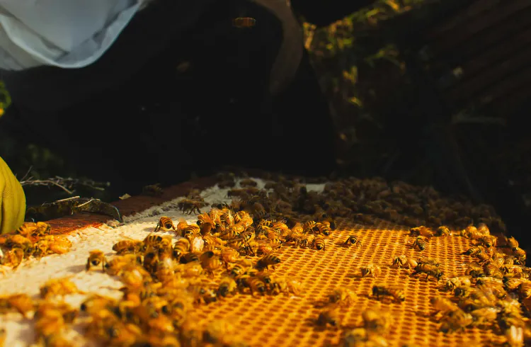 Esencijalnim uljima protiv varoe?