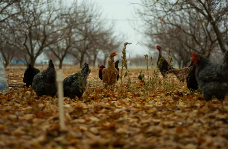 Da li je bezbijedno puštati životinje u voćnjake?