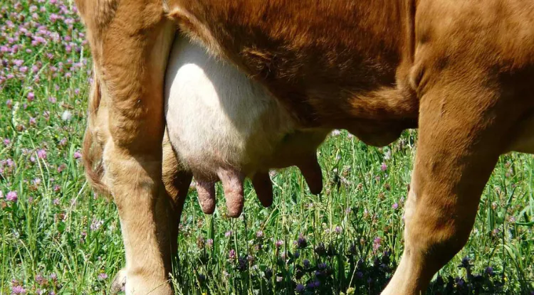 Koliko košta mastitis po kravi – skriveni gubitak svake farme?
