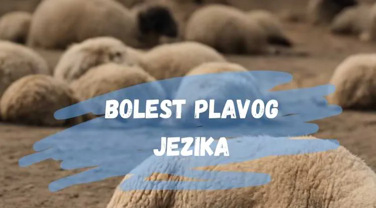 Plavi jezik kod stoke: 8 činjenica koje bi svaki farmer trebalo da zna