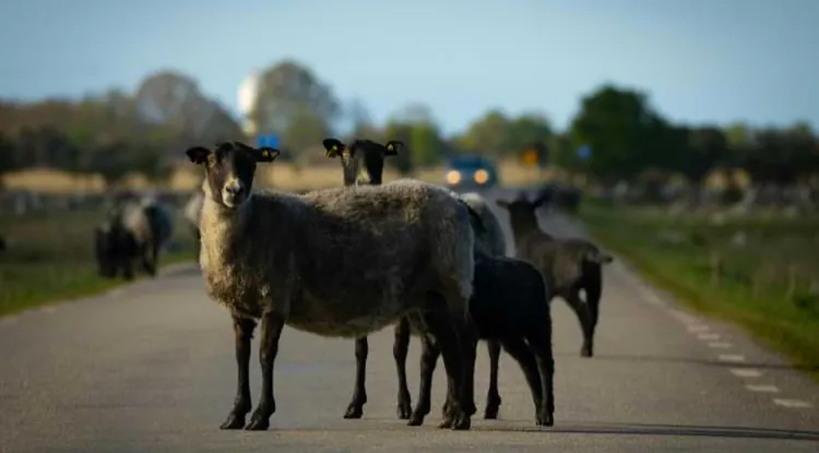 Romanovska - plodna ruska ovca