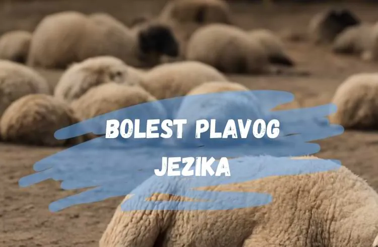Plavi jezik kod stoke: 8 činjenica koje bi svaki farmer trebalo da zna