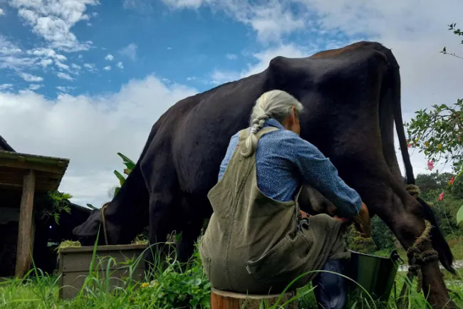 Mlijeko nekada i mlijeko sada – od namirnice zlata vrijedne do industrijskog proizvoda