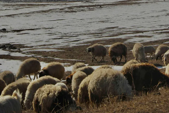 Stiže zima - pripremite ovce