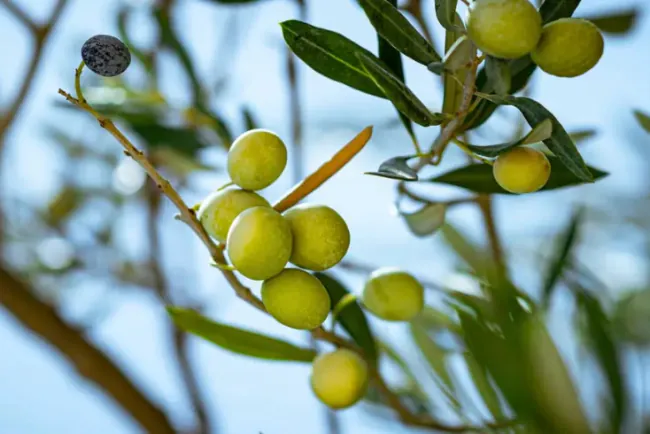Povećana brojnost muve: Preporuka maslinarima za brzu berbu