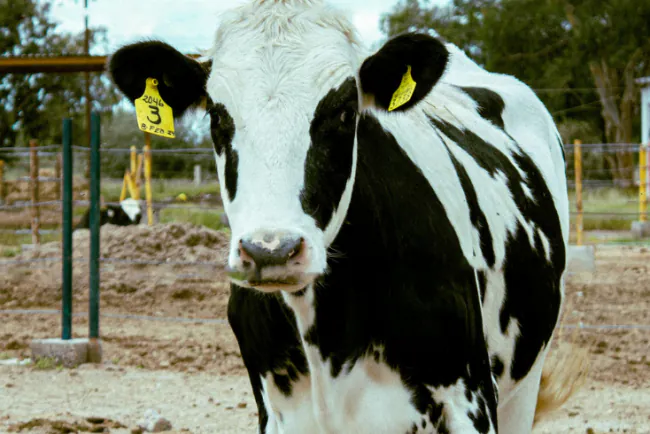 Francuska zabranila premiještanje goveda u druge zemlje zbog širenja bolesti kvrgave kože