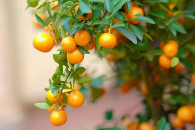 Upozorenje proizvođačima: ubrzati berbu mandarina