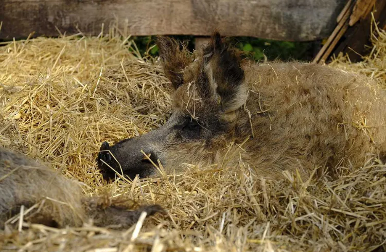 Mangulica - autohtona rasa svinja