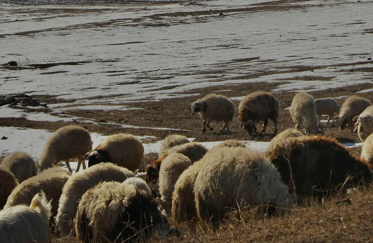 Stiže zima - pripremite ovce