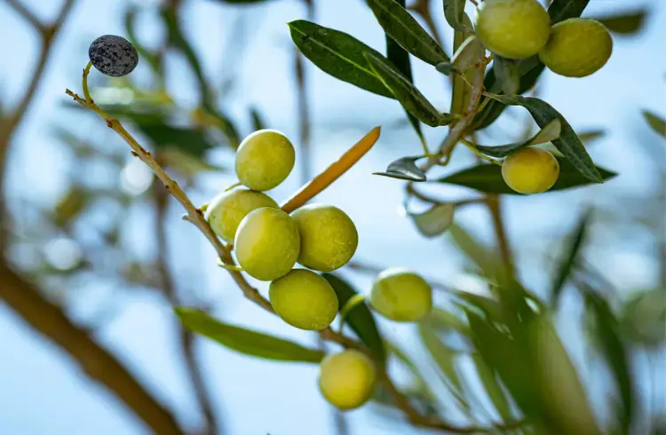 Povećana brojnost muve: Preporuka maslinarima za brzu berbu