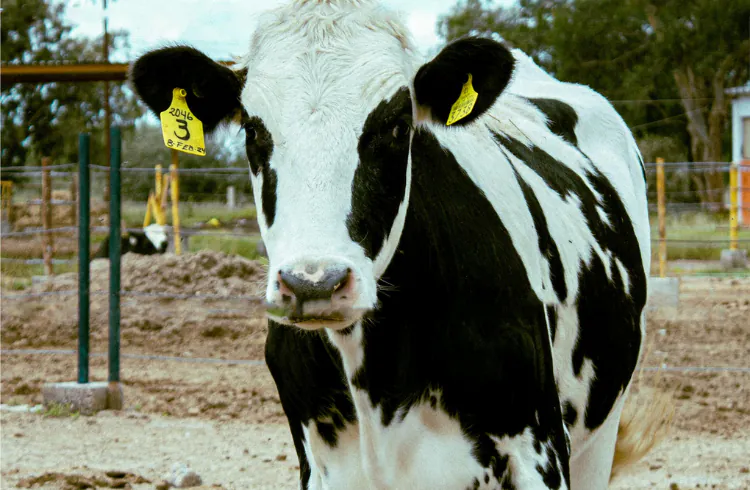 Francuska zabranila premiještanje goveda u druge zemlje zbog širenja bolesti kvrgave kože