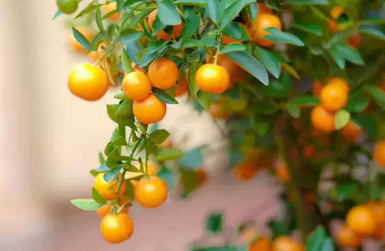 Upozorenje proizvođačima: ubrzati berbu mandarina