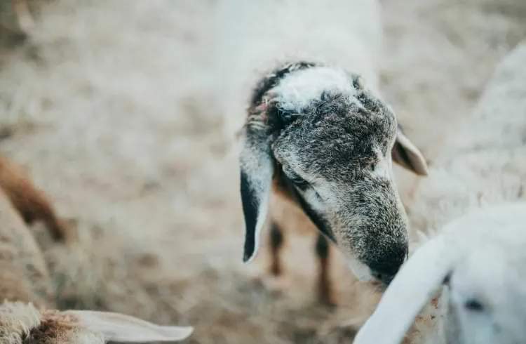 Praćenje ponašanja životinja – kako rani znaci otkrivaju zdravstvene probleme