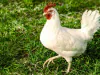 Leghorn - najplodnija rasa kokoši