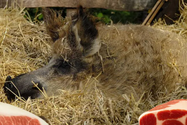 4 načina za poboljšanje kvaliteta mesa kod mangulica