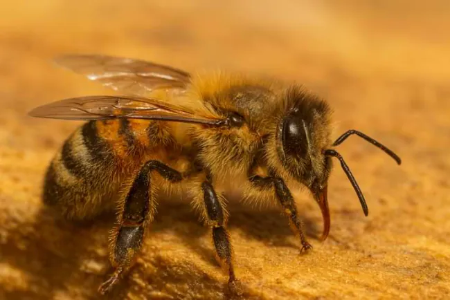Kako spriječiti nozemozu kod pčela?