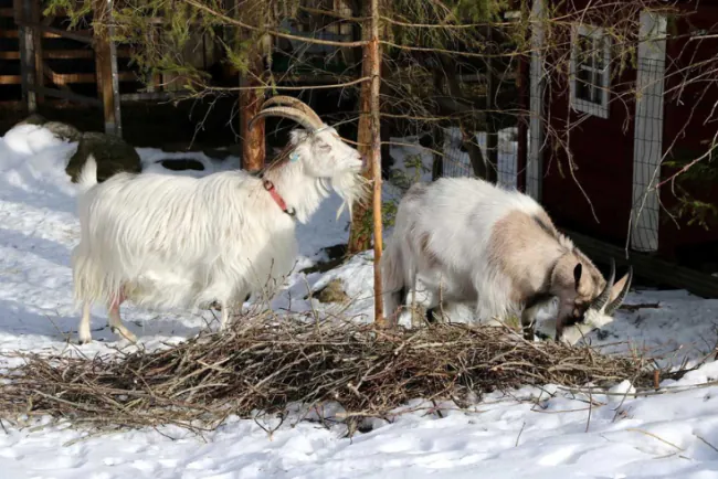 Jesenje boljke kozarstva - partusi i slični problemi