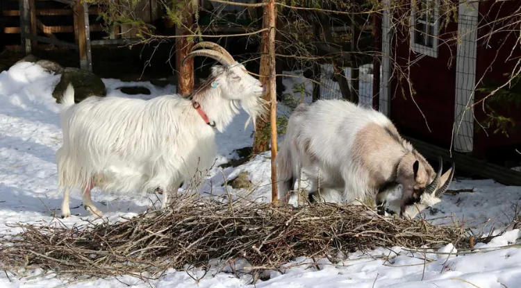 Jesenje boljke kozarstva - partusi i slični problemi