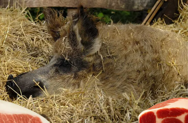 4 načina za poboljšanje kvaliteta mesa kod mangulica