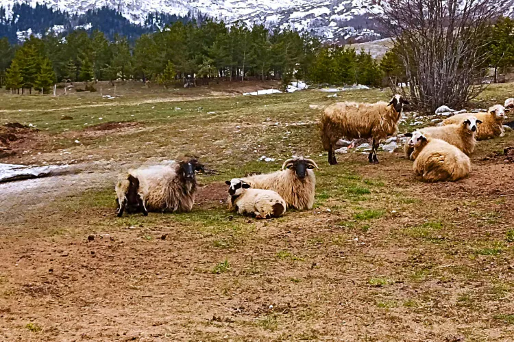 Pivska pramenka - sve o autohtonoj durmitorskoj ovci