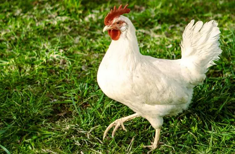 Leghorn - najplodnija rasa kokoši