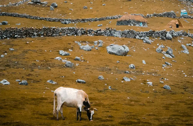 Novembar - osjetljiv mjesec za krave muzare