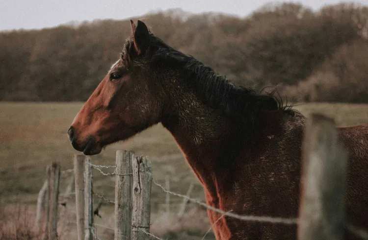 Kako očuvati kondiciju kod konja tokom jeseni?