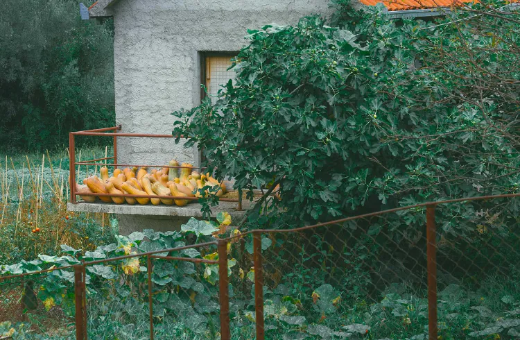 Priprema bašte u novembru