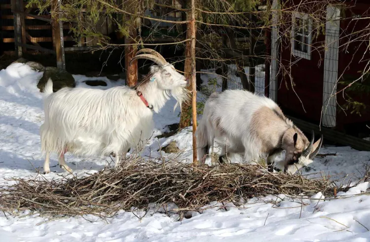 Jesenje boljke kozarstva - partusi i slični problemi