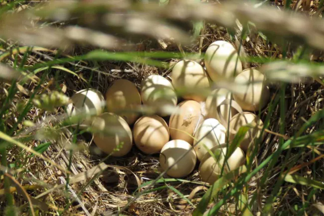 Zašto je domaće jaje drugačije: razlike između farmi i prirodnog uzgoja?