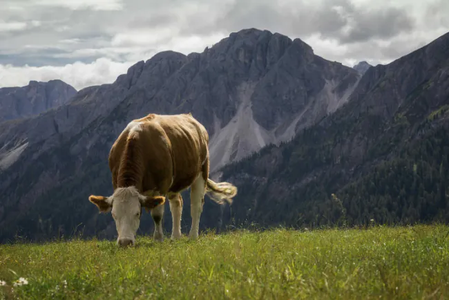 Najbolje rase krava za ekstenzivno držanje na Balkanu