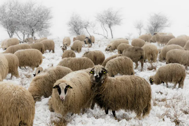 Zimska ispaša ovaca - za i protiv