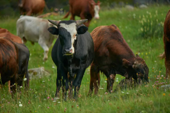 Najčešće greške u tovu bikova
