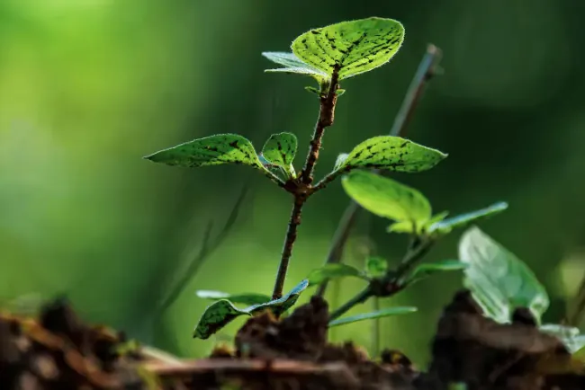 Obuka za korisnike sredstava za zaštitu bilja: Zeta