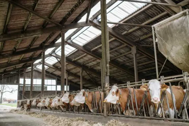 Zašto krava jede dovoljno, a ne daje dovoljno?