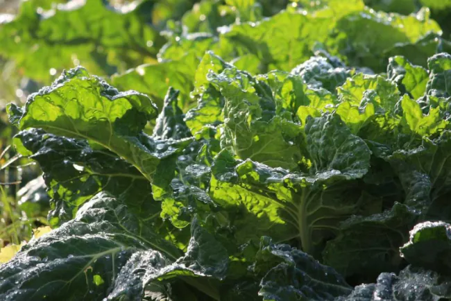 Decembar - Kako održati zdravlje raštana i povećati prinos?