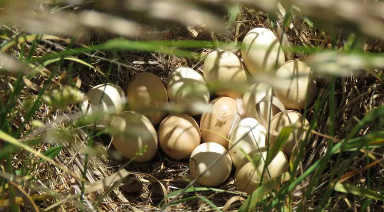 Zašto je domaće jaje drugačije: razlike između farmi i prirodnog uzgoja?