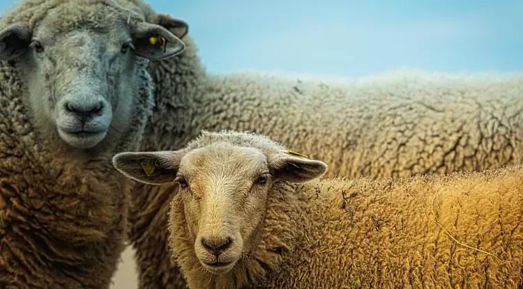 Pregled cijena stoke u Crnoj Gori – novembar 2025.